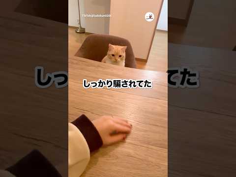 🐱「球が消えた…」｜PECO サムネイル