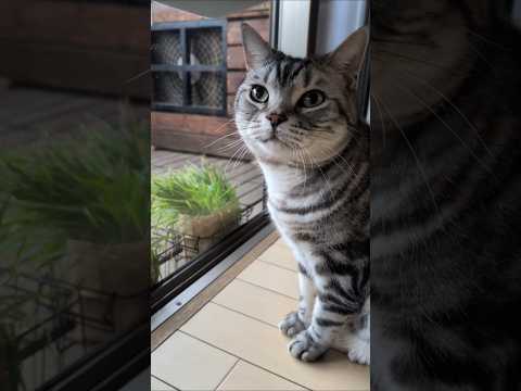 アメショーのラッテ アメショ アメリカンショートヘア ＃猫との暮らし猫と暮らす家猫 サムネイル