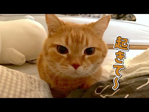お腹を空かせてパパとママを交互に起こしに行く猫が可愛すぎる！