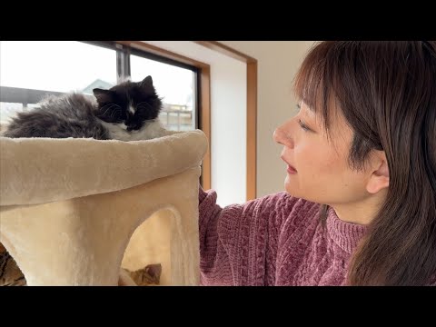 話題の長毛子猫！特性とケアの重要ポイントを徹底解説 サムネイル