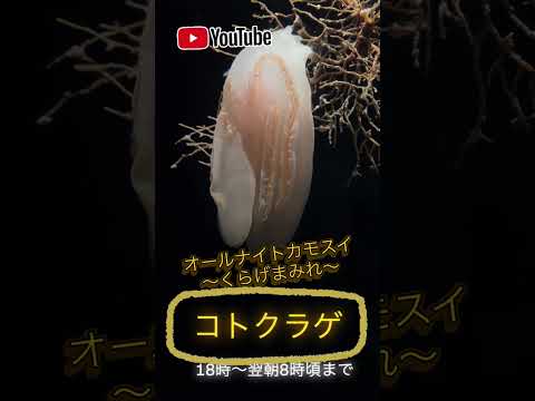 今日のオールナイトは「コトクラゲ」！shorts サムネイル