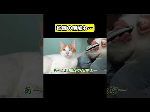 地獄の前触れ…猫 おもしろ アテレコ ニャンチューバーつくし サムネイル
