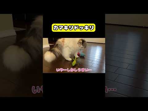 カマキリドッキリ　猫 おもしろ アテレコ ニャンチューバーつくし サムネイル