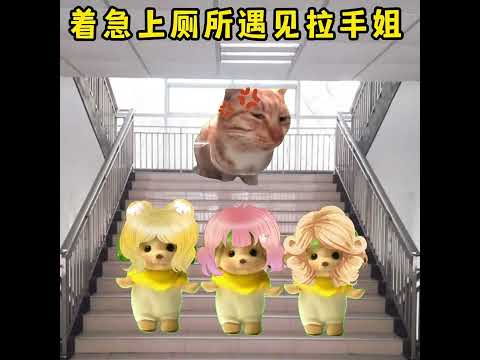 学校里的拉手姐 有趣 猫meme 猫meme剧场 猫meme小剧场 内容过于真实  故事 貓 猫猫meme小剧场 喵不…