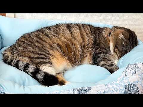 ダイソーの冷感猫ベッドが気に入りすぎて頭がめり込んでしまいました😭😭😭 サムネイル