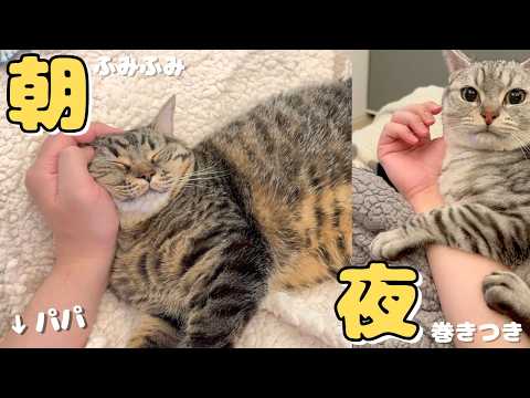 【朗報】猫たちに愛されすぎてるパパ、朝も夜もモテモテで... cat 猫