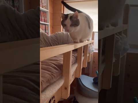 タプタプのプラプラ サムネイル