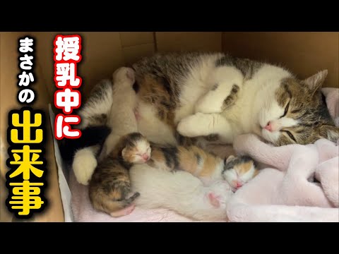 子猫が赤ちゃんの育児…授乳中にまさかの出来事が サムネイル