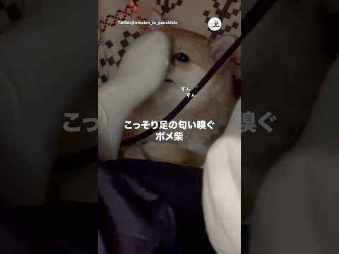 ちょっと嗅いでみたかった｜PECO サムネイル