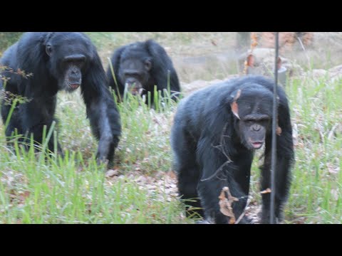 １日の終わりに挨拶し合って、お部屋に帰って夕飯たべよう。　多摩動物公園　チンパンジー　202511 サムネイル