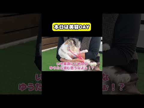 本日は美容DAY　猫 おもしろ アテレコ ニャンチューバーつくし サムネイル