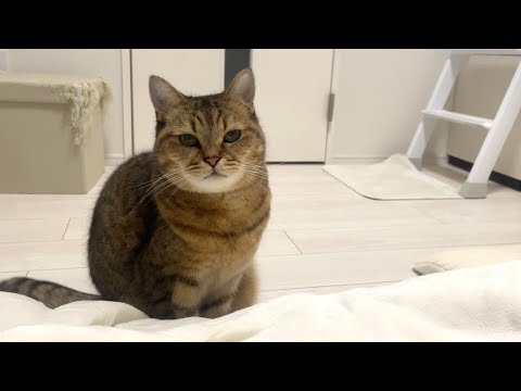 コタツが思ってたより快適じゃないと気づいてしまった猫 サムネイル