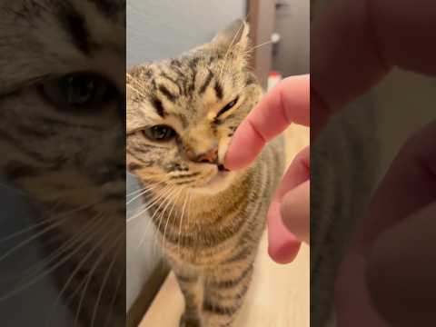 パパへの(愛)スリスリが止まらない!! cat 猫 サムネイル