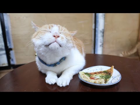 ちゃぶ台の上のピザ　251223 サムネイル