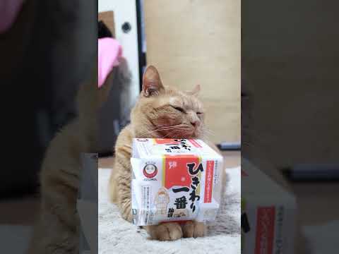 ひきわり一番　251219　#のせ猫　　#納豆 #cat　 #cute　 #猫のいる暮らし　 #ねこ　 #ネコ　 #c… サムネイル
