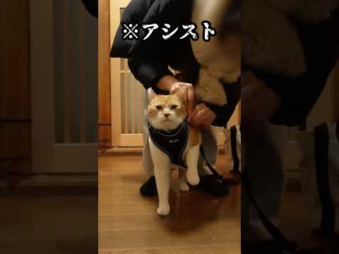ハーネス装着を手伝う猫 元野良猫チャチャ 猫武将 ネコ ねこ cat 猫 サムネイル