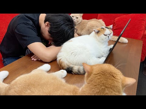 失業して落ち込んでたら、猫が励ましに来た サムネイル