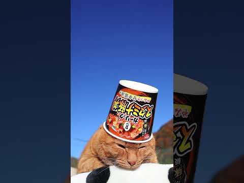ガーリックスタミナ豚丼　260109　のせ猫　 cat cute ねこ　 ネコ　 猫のいる暮らし　 　 cutecat… サムネイル