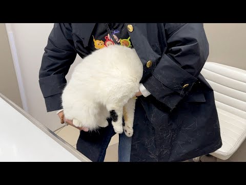 【病院シリーズ】注射が怖すぎて母のコートに潜り込んで石化する猫 サムネイル