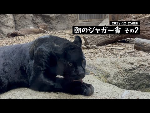 【東山動植物園公式】朝のジャガー舎 その2《 ジャガー 》 サムネイル