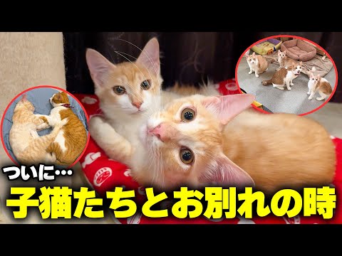 ついに子猫たちとのお別れの時がやってきました。 サムネイル