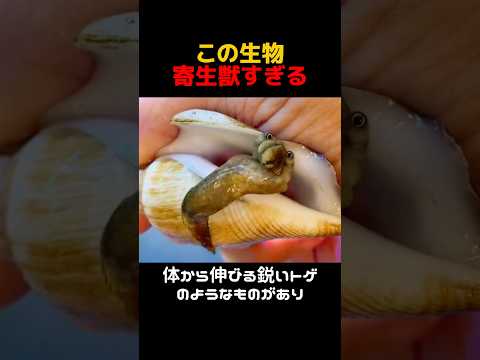 宿主を貝に決めた寄生獣の末路 サムネイル