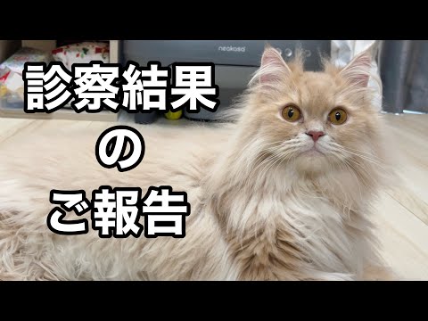 【診察結果】帰宅したら短足猫がご機嫌すぎて… サムネイル