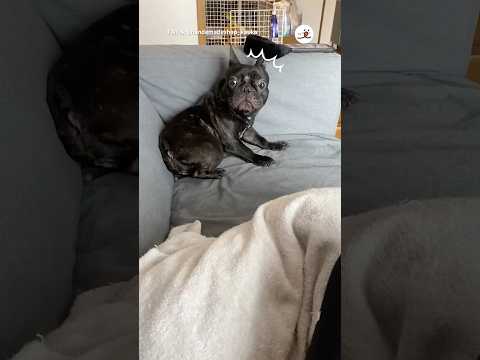 るるさん、心当たりアリ｜PECO サムネイル