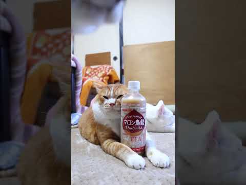 とろっとなめらか マロン烏龍　260114　のせ猫　 cat cute 猫のいる暮らし　 ねこ　 ネコ　 猫のいる生活… サムネイル
