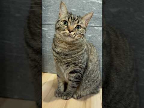 もふもふ猫、大好きパパにｽﾘｽﾘが止まらない!! cat 猫 サムネイル