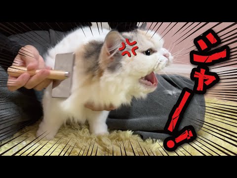 【超絶悲報】猫のお世話をしようとするとこうなります サムネイル