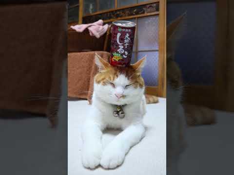 大納言しるこ 　251229　のせ猫　 cat cute ねこ ねこ 猫のいる暮らし 猫　 ネコ cutecat ki… サムネイル