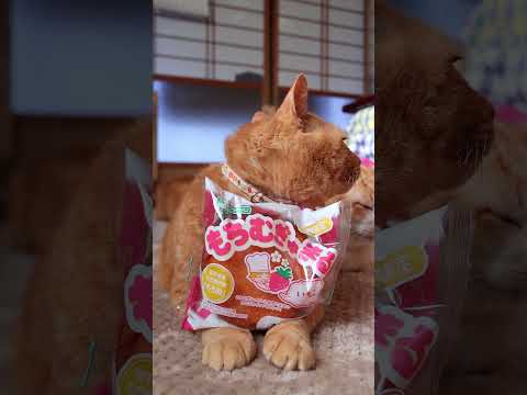もちむぎゅまる いちご　260319　のせ猫　 cat　 cute　 kitten　 cutecat　 kitty… サムネイル