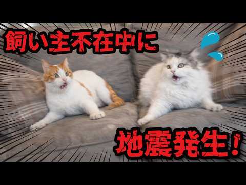 旅行でお留守番中の猫たちが地震にあっていました サムネイル