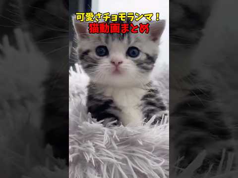 可愛さの最高峰✨ #猫 #cat #cats #cute サムネイル