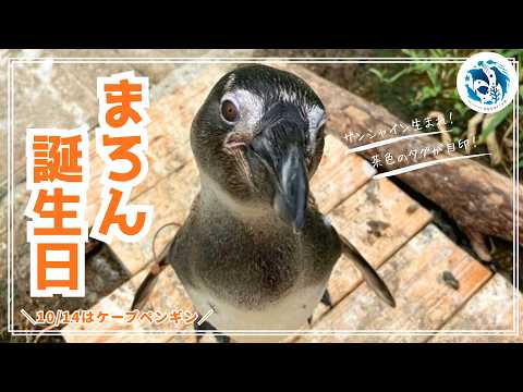 【誕生日】ケープペンギン「まろん」1歳の誕生日【サンシャイン水族館】