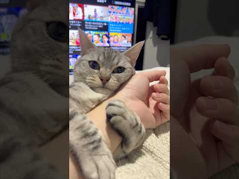 パパが大好きすぎる猫と暮らすと大変です...笑 shorts cat