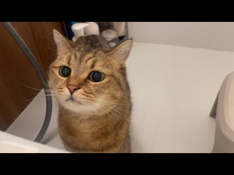 寂しがりやな猫が相変わらずお風呂にまで付いてくるんだが… サムネイル