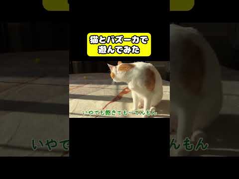 猫とバズーカで遊んでみた　猫 おもしろ アテレコ ニャンチューバーつくし サムネイル