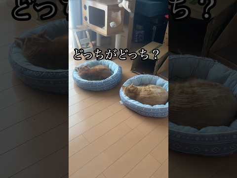 どっちがどっち？ ねこ お昼寝中 アメショ cat うめ れん サムネイル
