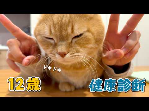 12歳で結石持ちの愛猫の健康診断が驚くべき結果でした…！ サムネイル