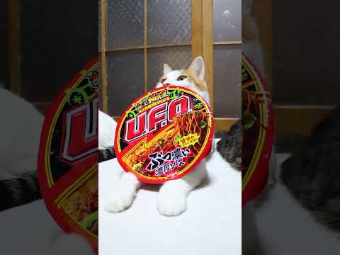 日清焼そばU.F.O.　260130　のせ猫　焼きそば　 cat cute ねこ　 ネコ　 猫のいる暮らし　 猫のいる… サムネイル