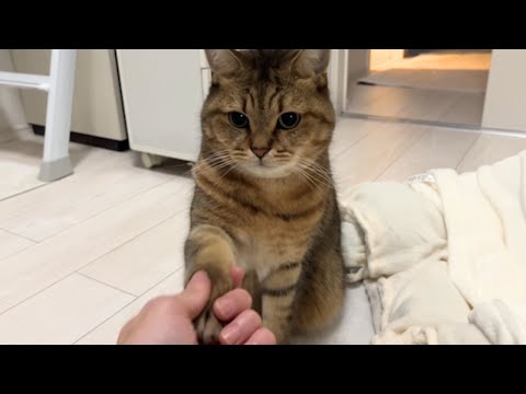 飼い主の出勤前にわざわざ握手しにやってくる猫が可愛すぎるんだが… サムネイル