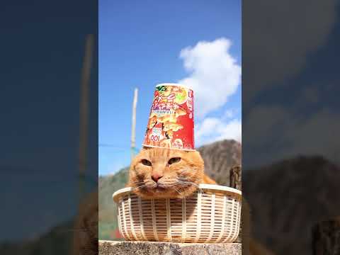 日本相撲協会監修 味噌ちゃんこ味ラーメン　260429　のせ猫　 cat ちゃとら cute　 kitty　 味噌ちゃ… サムネイル