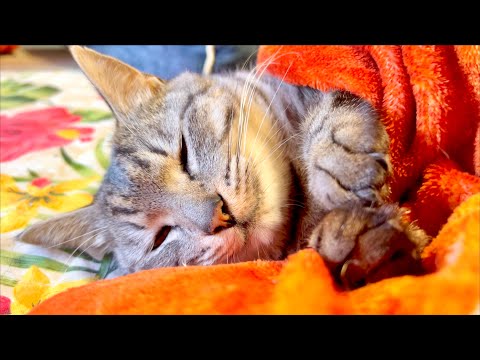 こたつ大好きな猫は人間化してきた サムネイル