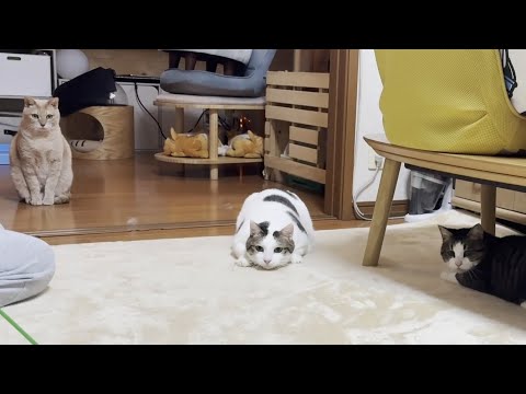 これだけ機敏に動けるのに痩せてなさそうな猫 サムネイル