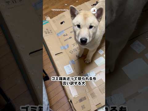 ゴミ箱からお弁当殻を持ってきた十兵衛くん｜PECO