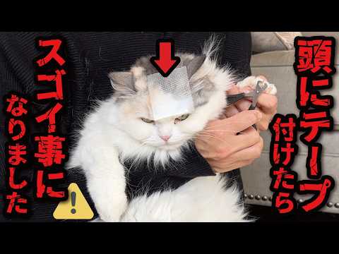 【衝撃】頭にテープを貼ったら猫たちがとんでもない行動に…！！！ サムネイル