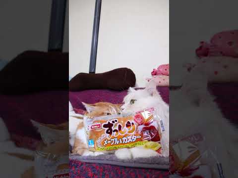 ずっしり　メープル＆カスター　260429　のせ猫　 cat メープル cute　 kitty  長毛種　 ねこ　 ず… サムネイル