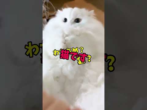 はい、優勝です🏆